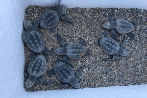 Las tortugas rescatadas en las playas de Macenas.