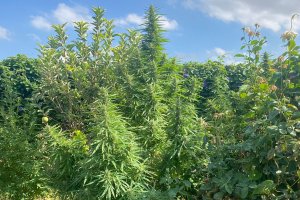 Plantas de marihuana decomisadas.