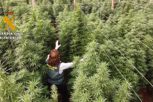 Una agente superada por plantas de más de dos metros de altura