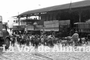 Un rebaño de cabras pasando junto a los tinglados del puerto en un día de faena.