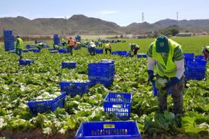 Labores de recogida de lechuga en el campo de Pulpí.