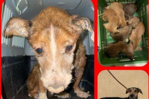 Imagen difundida por la Huella Roja de los animales abandonados.