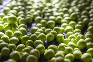 Guisantes para la comida de este mediodía.