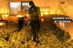 Marihuana intervenida por la Guardia Civil.