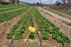 Cultivo de lechuga al aire libre.