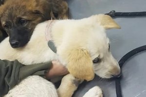 Cachorros rescatados por APA Nueva Vida