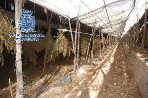 Uno de los invernaderos donde se cultivaba la marihuana.