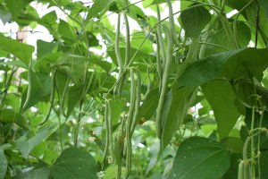 Proteínas alimentarias de alta calidad a partir de cultivos de leguminosas.
