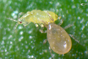 Ejemplar adulto de Neoseiulus cucumeris depredando Trips.