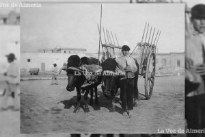 Un arriero llegando a Almería con su carro de bueyes a comienzos del siglo pasado. Iba descalzo, un signo de la pobreza de aquellos tiempos.