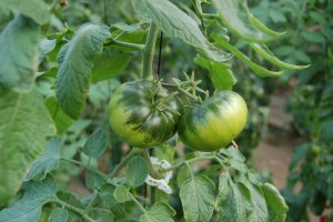 El raf, el más apreciado de los tomates almerienses