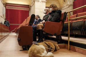 Aprobación en el Parlamento andaluz de la nueva Ley de perros de asistencia.