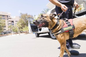 La unidad canina de Protección Civil.