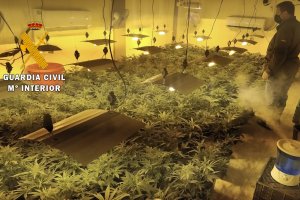 Imagen de la plantación indoor.