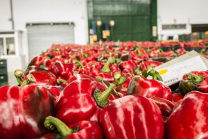 Este año habrá más pimiento en la campaña de primavera