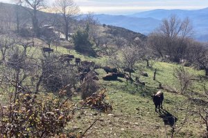 Un grupo de vacas por Bayárcal.