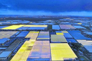Los invernaderos holandeses son intensivos en el consumo de energía eléctrica para iluminación artificial y para calefacción.