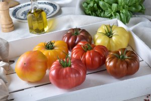 Tomates Gautier Semillas.