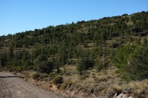 Plantación de cedros del atlas en la Sierra de Gádor, Almería. / Fundación Descubre