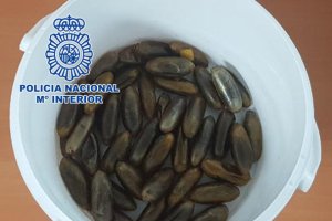 El detenido había ingerido 70 bellotas de hachís.