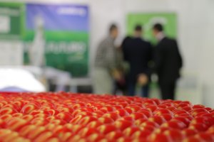 El cherry es el tomate más cultivado en Almería en la actual campaña