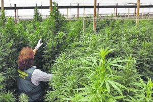 Registro de la Guardia Civil en una cultivo de marihuana durante la Operación Ébano.