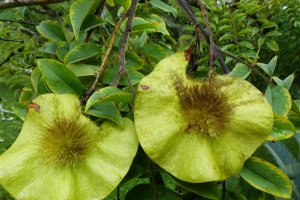 Imagen de la especie Pterocarpus erinaceus (Gwilym P. Lewis, RBG Kew) / Fundación Descubre