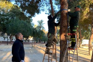 Instalación de las bolsas trampa en los árboles de los parques cuevanos.