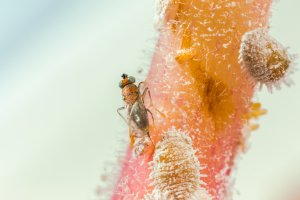Anagyrus vladimiri, enemigo natural de la cochinilla, comercializado por Koppert con la marca Citripar®