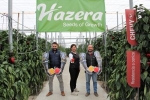 Parte de equipo técnico de pimiento Hazera España.