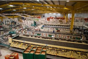 Almacén de manipulado hortofrutícola. Foto: Coexphal