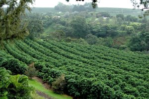 Plantación de Café en Centro América.