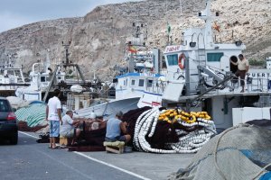 Flota de cerco del Puerto de Almería.