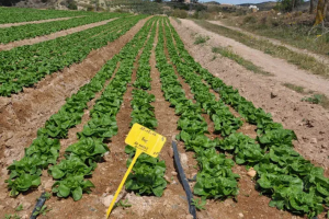 El agua es vida, cuídala es el lema de este año de la Federación de Regantes.
