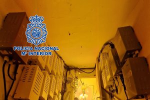La Policía halló más de 300 plantas de marihuana.