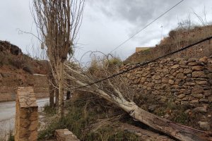 Imagen de uno de los árboles caídos en el Arroyo de Celín.