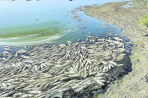 Descubren la causa de la muerte de los peces de la Rambla Morales.
