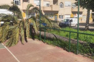 Palmera tras caer en la zona de Parque Mar en La Cañada