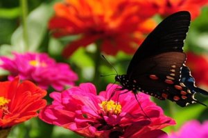 Imagen del Mariposario de Níjar.