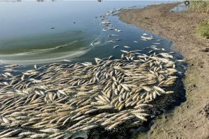 Peces muertos flotando en las aguas de la laguna de Rambla Morales.