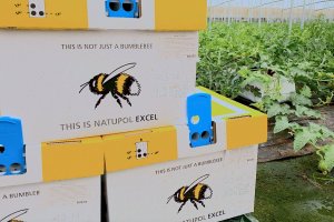 Koppert confirma los buenos resultados obtenidos  con las colmenas Natupol Excel.