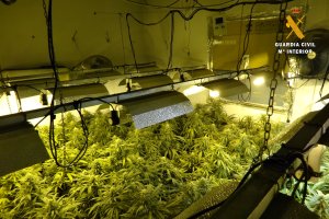 Las plantas de marihuana encontradas en Gérgal.