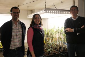 De izquierda a derecha, los investigadores del Departamento de Agronomía de la UCO Carlos Agustí, Ana López y Antonio Trapero.