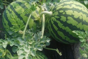 Dos de los productos del campo almeriense que más están sufriendo estas consecuencias son la sandía y el melón.