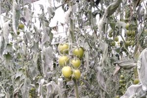 Efectos de las heladas de primavera el año pasado