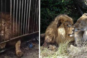 Tres leones se escaparon de un ciroc y sembraron el pánico en El Zapillo.