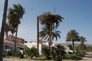 La palmera adyacente fue cortada tiempo atrás al estar completamente hueca por el efecto del picudo. Foto de V.N.