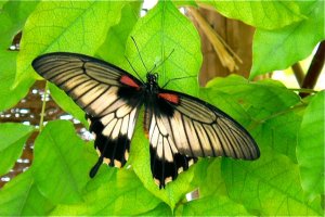 Mariposa Papilio en el jardín.