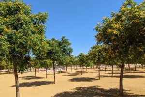 Zona de arbolado en Roquetas de Mar.