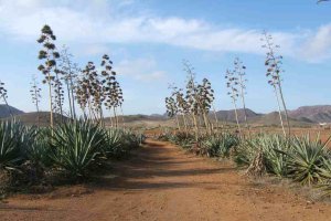 Entorno de la playa de Los Genoveses. Foto: Ventana del Visitante (Junta de Andalucía)